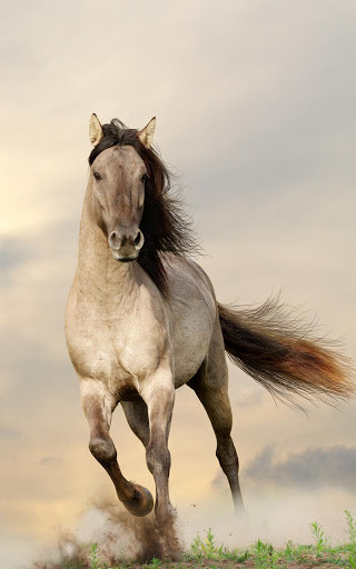 35 Gambar Hd Wallpaper Android Horse terbaru 2020